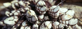 Gooseneck Barnacles